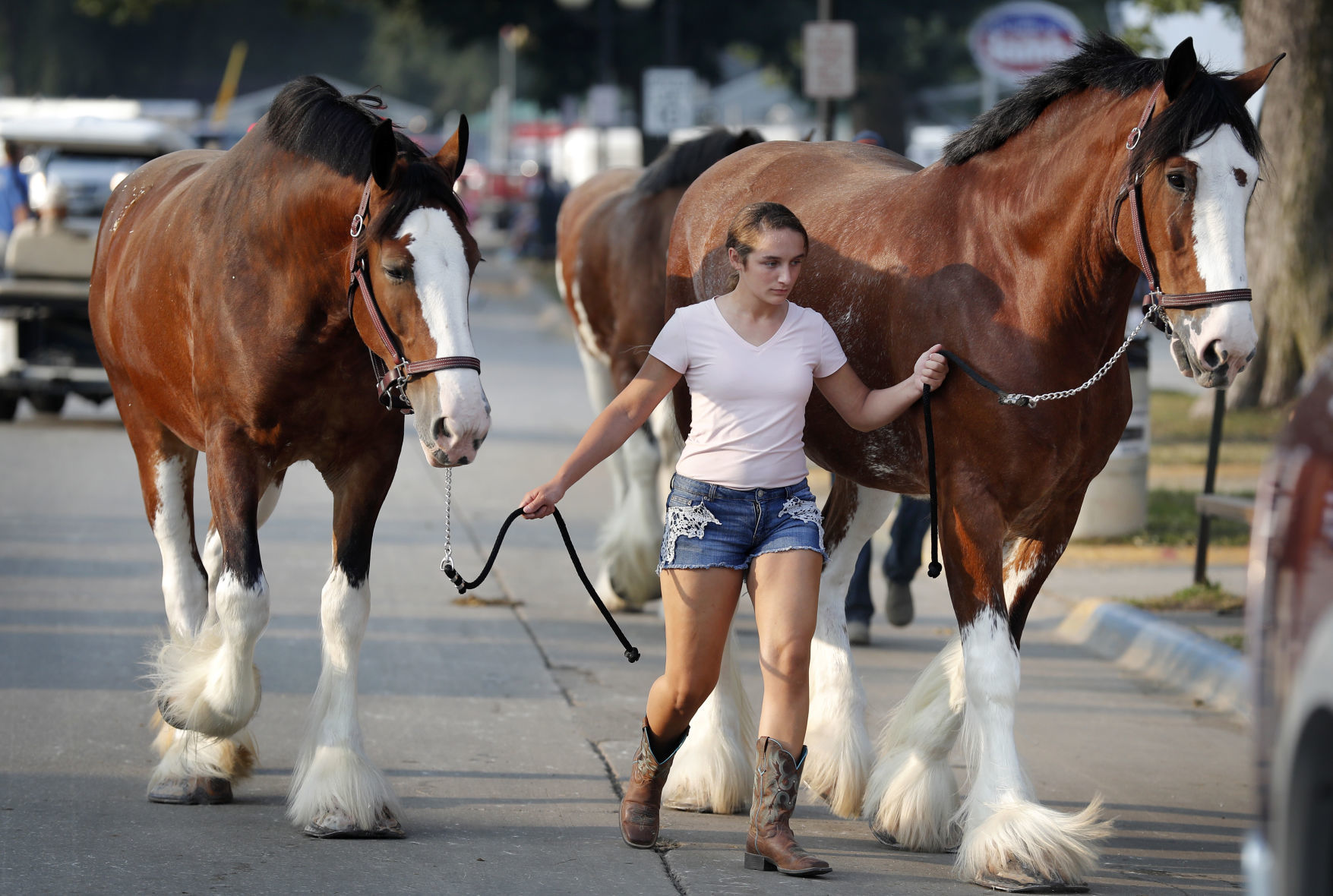 082618ap-clydesdales